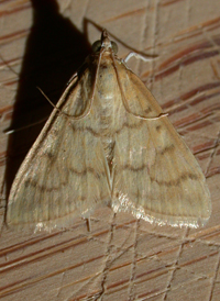 Hahncappsia mancalis